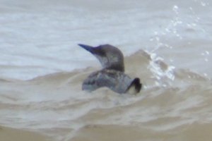 Common Murre at Port George on Sep, 2, 2017 - Larry Neily